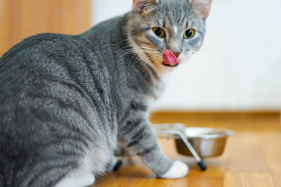 grey-cat-eating.jpg.838x0_q67_crop-smart