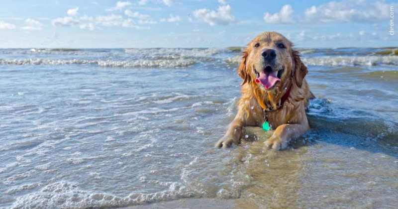 cachorro-na-praia-ano-novo