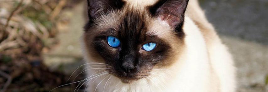 Você sabe diferenciar um gato Siamês de um vira-lata? Explicamos as diferenças