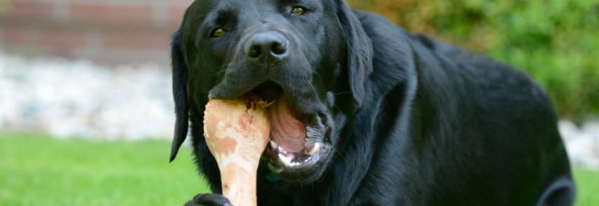 Cães agressivos com comida: Saiba como lidar e evitar
