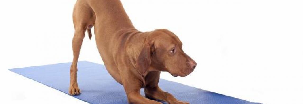 Conheça a Doga, a Yoga para cães