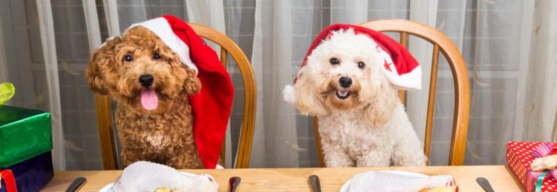 O que os animais de estimação podem comer no Natal?