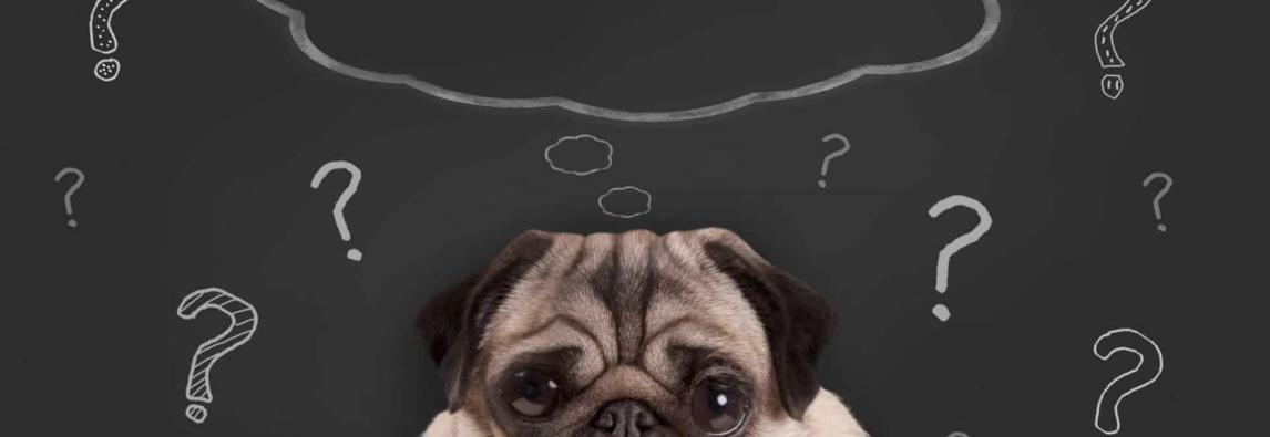 Disfunção cognitiva canina: você já ouviu falar dela?