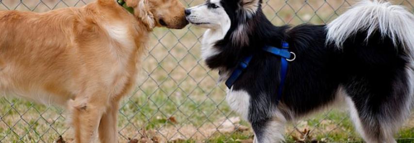 Por que os cachorros lambem o focinho uns dos outros