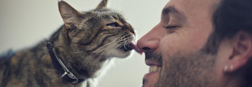 Amor felino: 5 benefícios de conviver com um gato