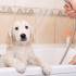 (Português) Anote receitas caseiras para higienizar seu cãozinho e limpar toda a casa