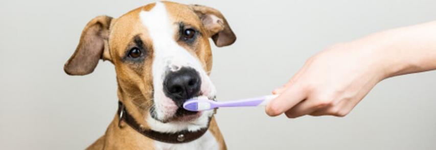 Higiene bucal do cachorro: 5 dicas para manter o sorriso de seu pet saudável!
