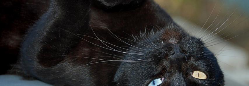 Por que é tão perigoso doar gato preto no mês de outubro?