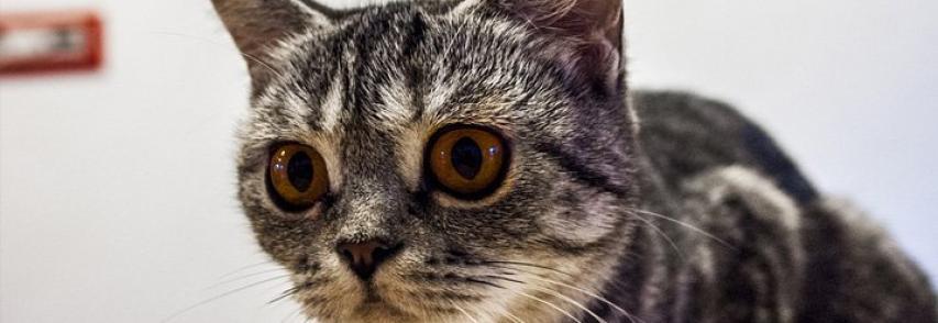 Alimentos que gatos não podem comer: confira 10 pratos que devem ficar fora do cardápio