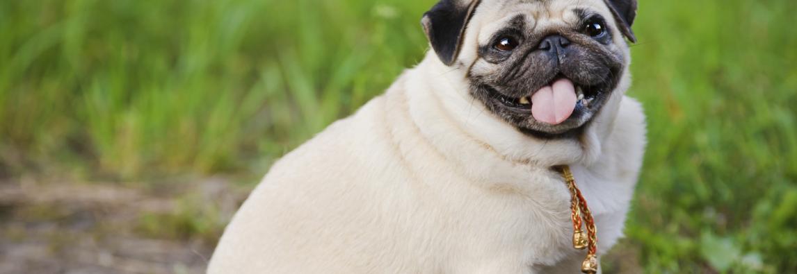 Obesidade Canina e Anestesia