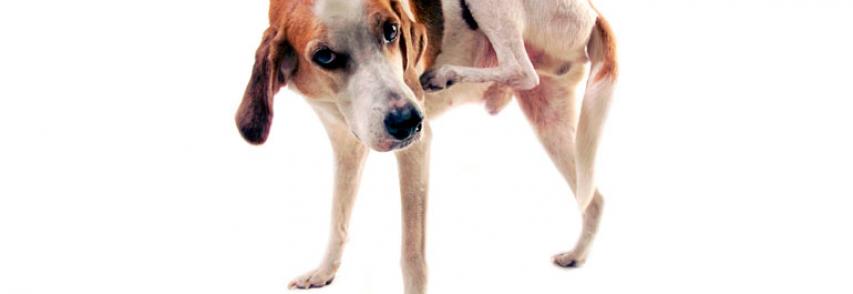 Alergias de Cães – Sintomas e tratamentos