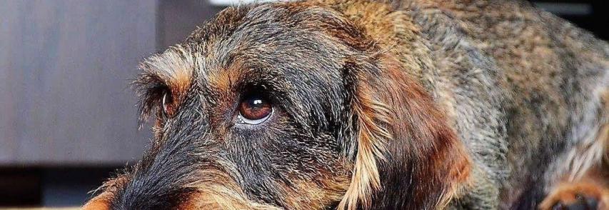 Dermatite canina: o que é e como tratar esse problema de pele