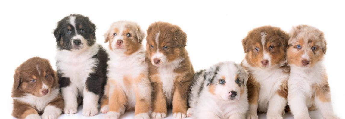 Filhotes de cachorro – Preparação e cuidados básicos
