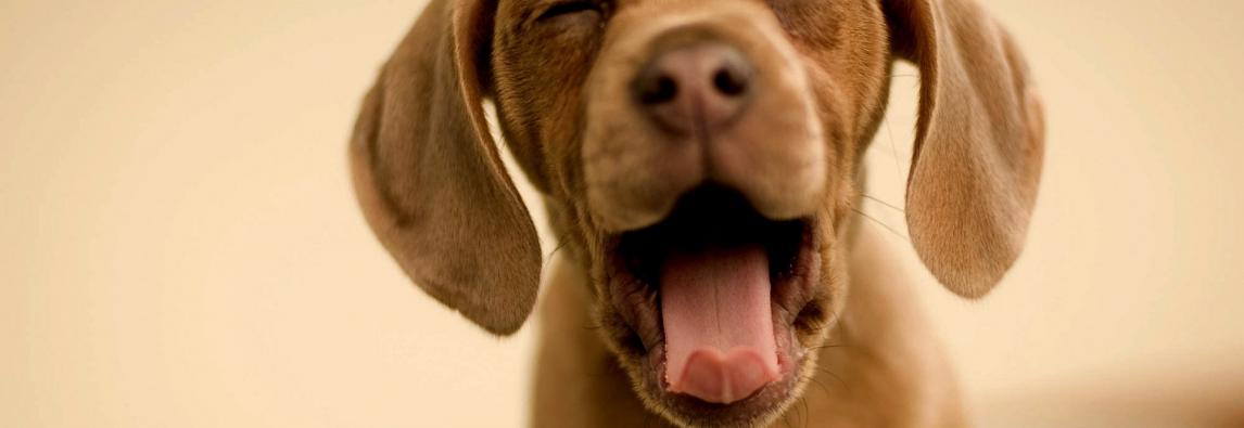 Por que cachorros gostam de brinquedos que fazem barulho?